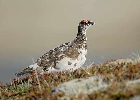 Ptarmigan Lagopus mutus