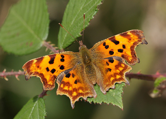 Comma Polygonia c-album