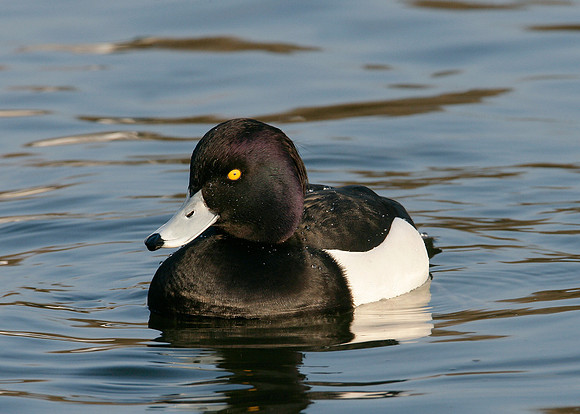 Tufted Duck Aythya fuligula