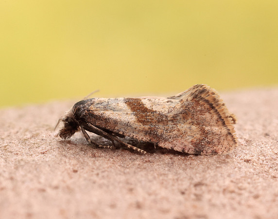 49.132 BF956 Cochylidia implicitana