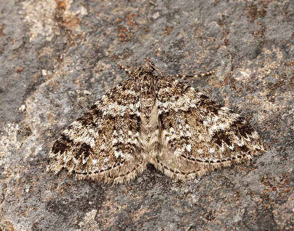 70.131 BF1809 Twin-spot Carpet Mesotype didymata