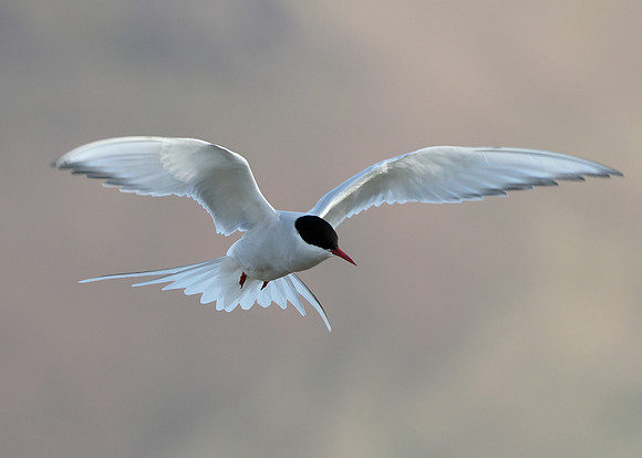 Arctic Tern Sterna paradisaea