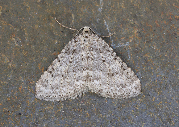 70.101 BF1775 Mottled Grey Colostygia multistrigaria