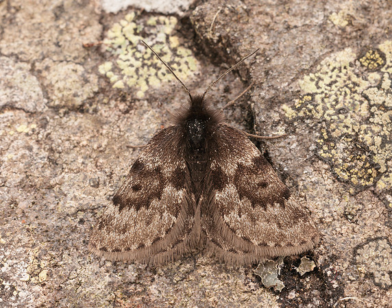 70.289 BF1965 Black Mountain Moth Glacies coracina
