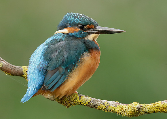 Kingfisher Alcedo atthis