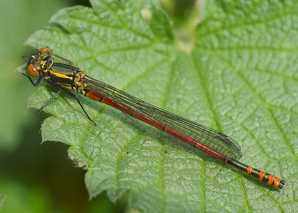 Large Red Damselfly Pyrrhosoma nymphula