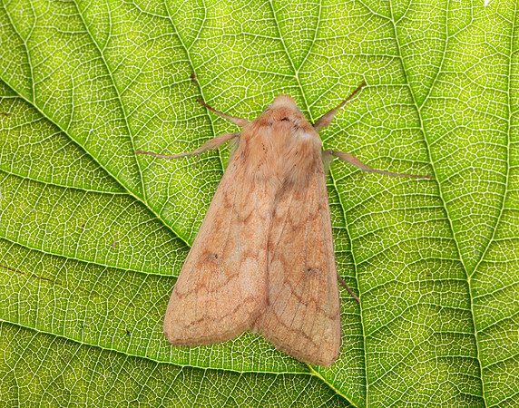 73.295 BF2195 Delicate Mythimna vitellina