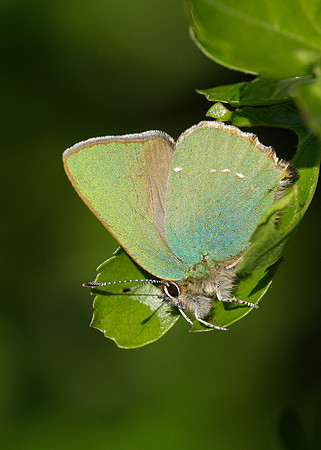 Green Hairstreak Callophrys rubi