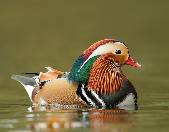 Mandarin Aix galericulata