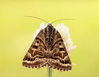 72.084 BF2462 Mother Shipton Euclidia mi