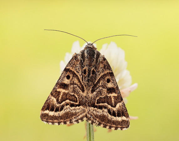 72.084 BF2462 Mother Shipton Euclidia mi
