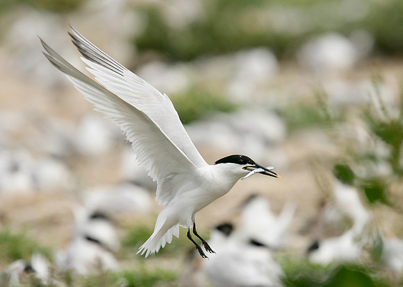 Sandwich Tern Sterna sandvicensis