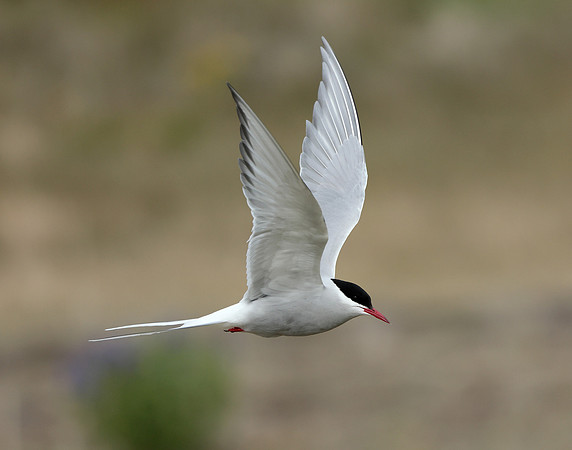 Arctic Tern Sterna paradisaea