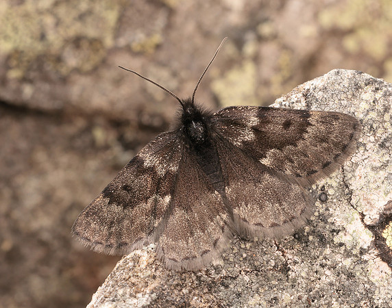 70.289 BF1965 Black Mountain Moth Glacies coracina
