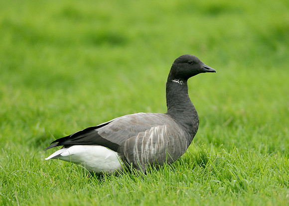 Brent Goose Branta bernicla