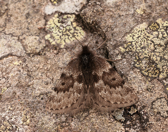 70.289 BF1965 Black Mountain Moth Glacies coracina