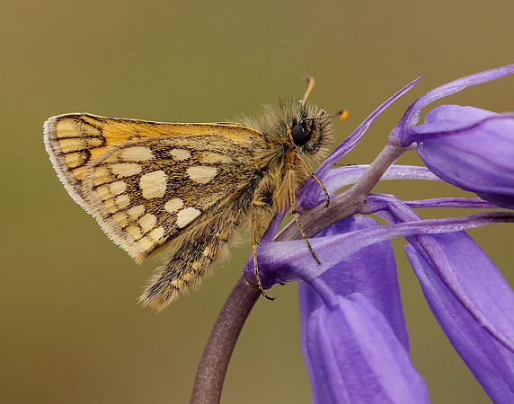 Chequered Skipper Carterocephalus palaemon