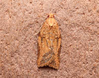 49.039 BF998 Light Brown Apple Moth Epiphyas postvittana