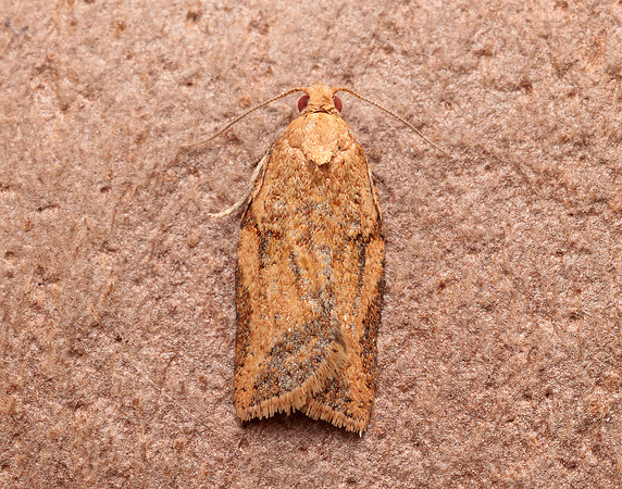 49.039 BF998 Light Brown Apple Moth Epiphyas postvittana