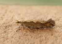 18.001 BF464 Diamond-back Moth Plutella xylostella