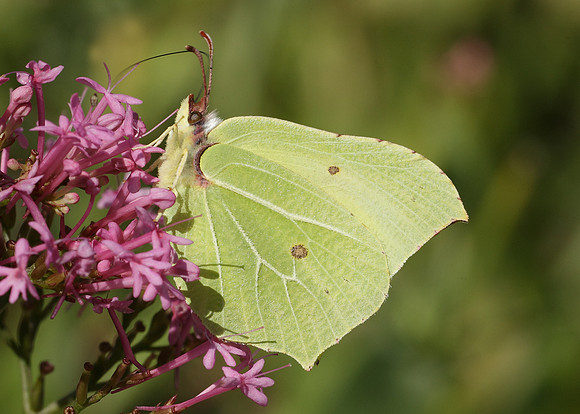 Brimstone Gonepteryx rhamni