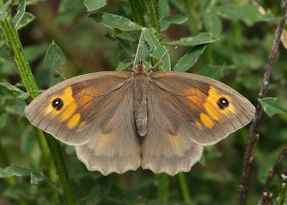 Meadow Brown Maniola jurtina