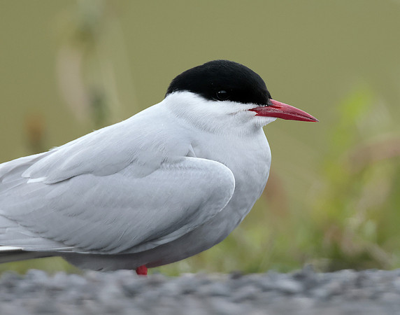 Arctic Tern Sterna paradisaea