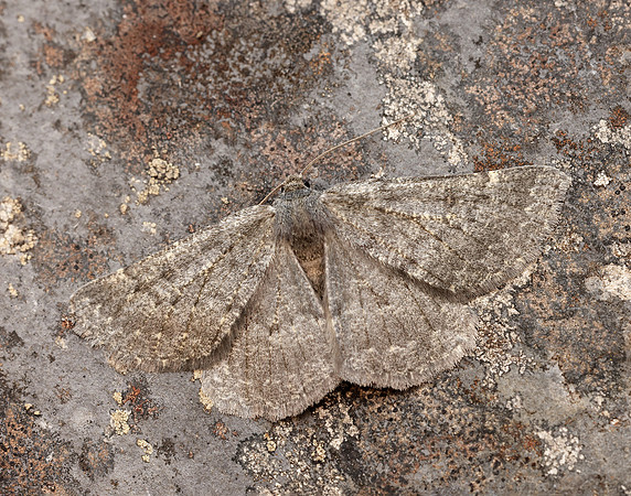 70.285 BF1963 Scotch Annulet Gnophos obfuscata