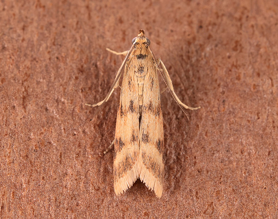 62.054 BF1481 Homoeosoma sinuella