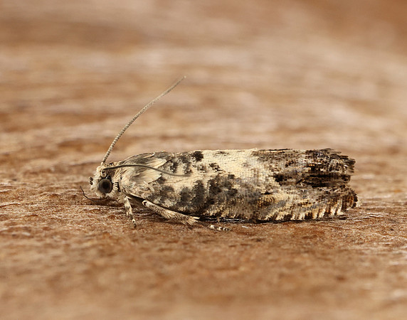 49.367 BF1236 Pammene fasciana