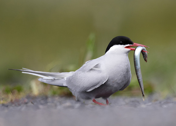 Arctic Tern Sterna paradisaea