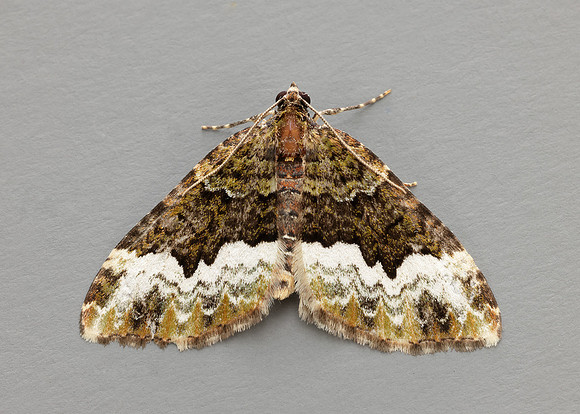 70.064 BF1793 Cloaked Carpet Euphyia biangulata