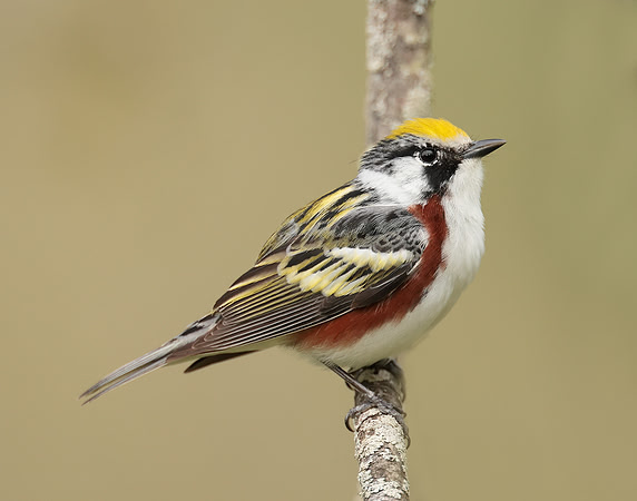 Chestnut-sided Warbler Setophaga pensylvanica