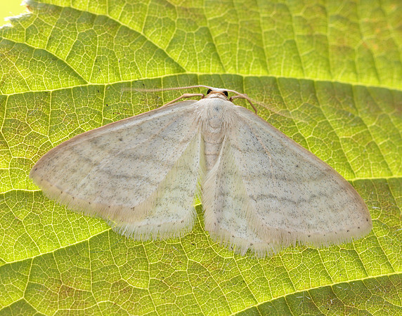 70.009 BF1709 Satin Wave Idaea subsericeata