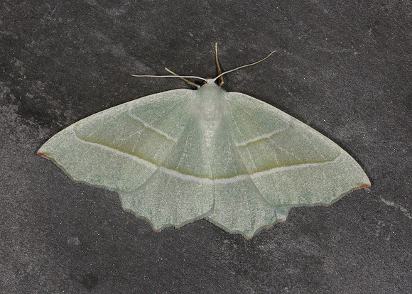 70.283 BF1961 Light Emerald Campaea margaritata