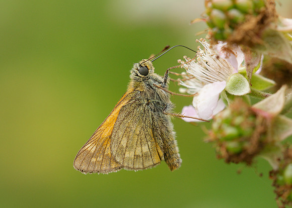 Large Skipper Ochlodes venata