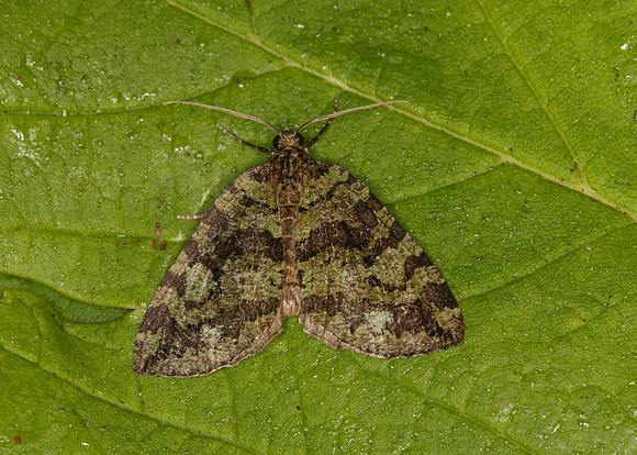 70.074 BF1777 July Highflyer Hydriomena furcata