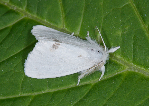 72.013 BF2030 Yellow-tail Euproctis similis