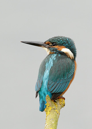 Kingfisher Alcedo atthis