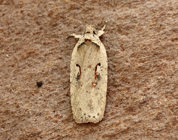 32.007 BF701 Agonopterix ocellana