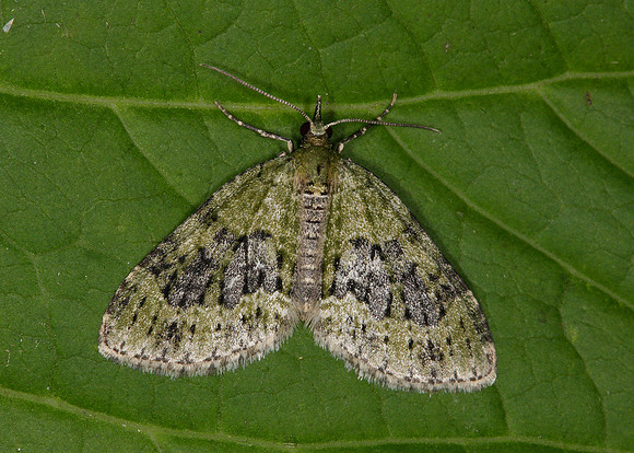 70.200 BF1883 Yellow-barred Brindle Acasis viretata