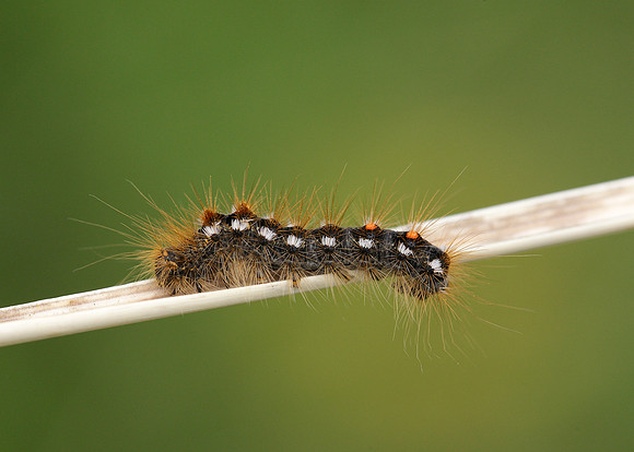 72.012 BF2029 Brown-tail Euproctis chrysorrhoea