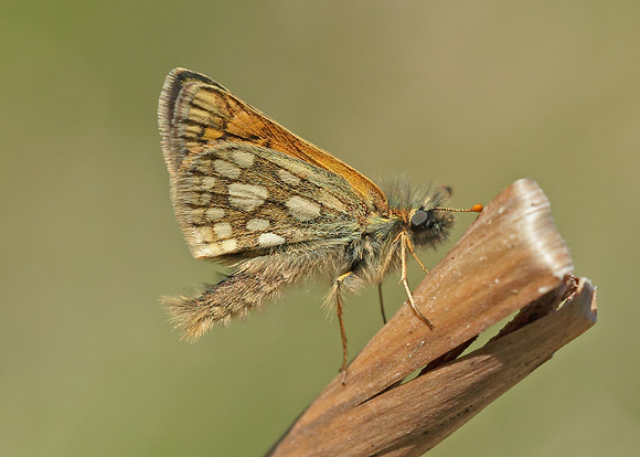 Chequered Skipper Carterocephalus palaemon