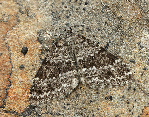 70.072 BF1744 Grey Mountain Carpet Entephria caesiata