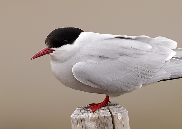 Arctic Tern Sterna paradisaea