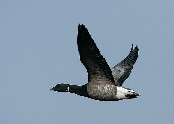 Brent Goose Branta bernicla