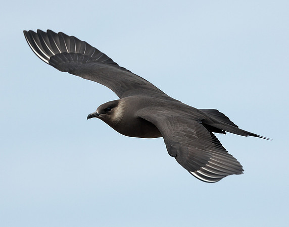 Arctic Skua Stercorarius parasiticus