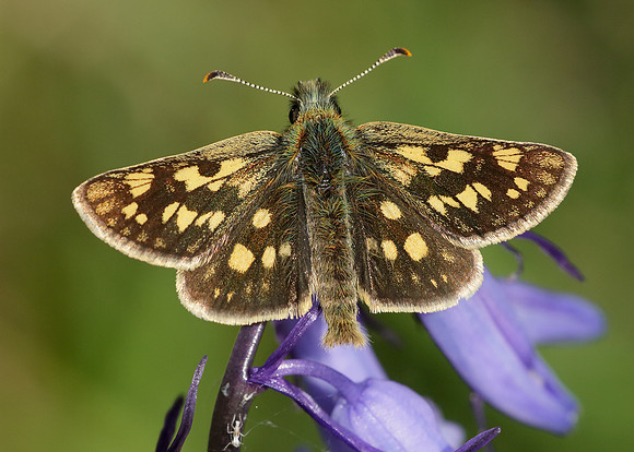 Chequered Skipper Carterocephalus palaemon