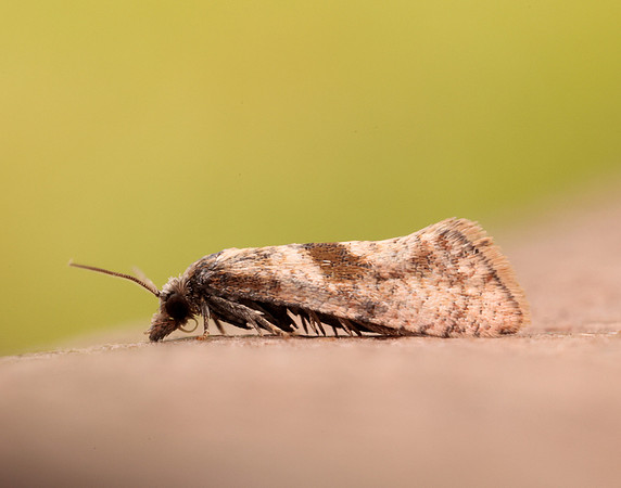 49.132 BF956 Cochylidia implicitana