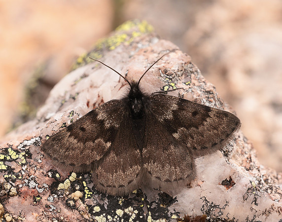70.289 BF1965 Black Mountain Moth Glacies coracina